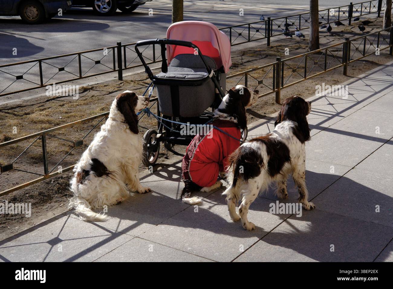 Three dogs standing next to stroller on city sidewalk in sunlight. English springer spaniels waiting their owner. Cute pets on walk concept Stock Photo