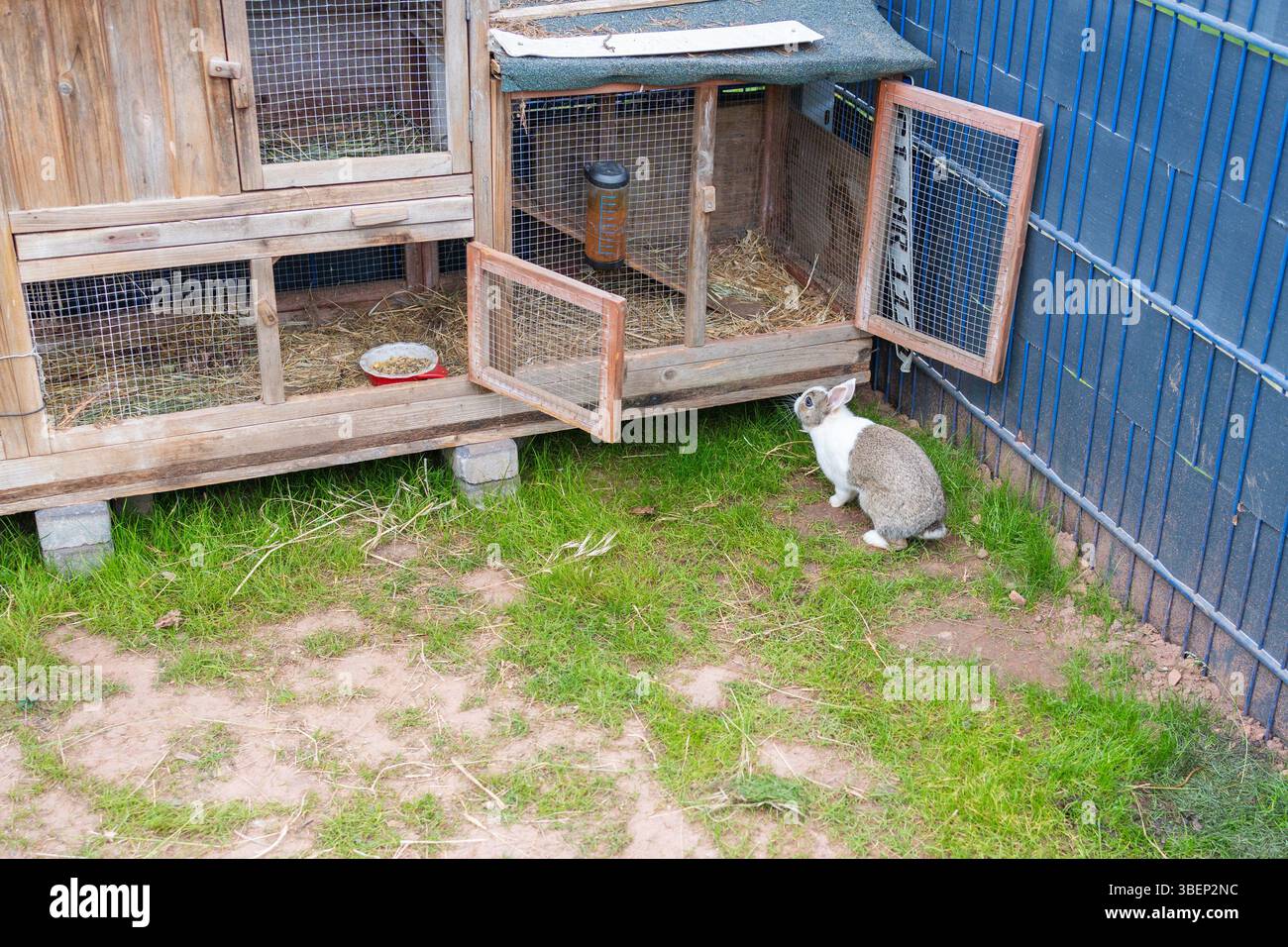 Curious rabbit explores an open wooden hutch in a garden setting. The ...