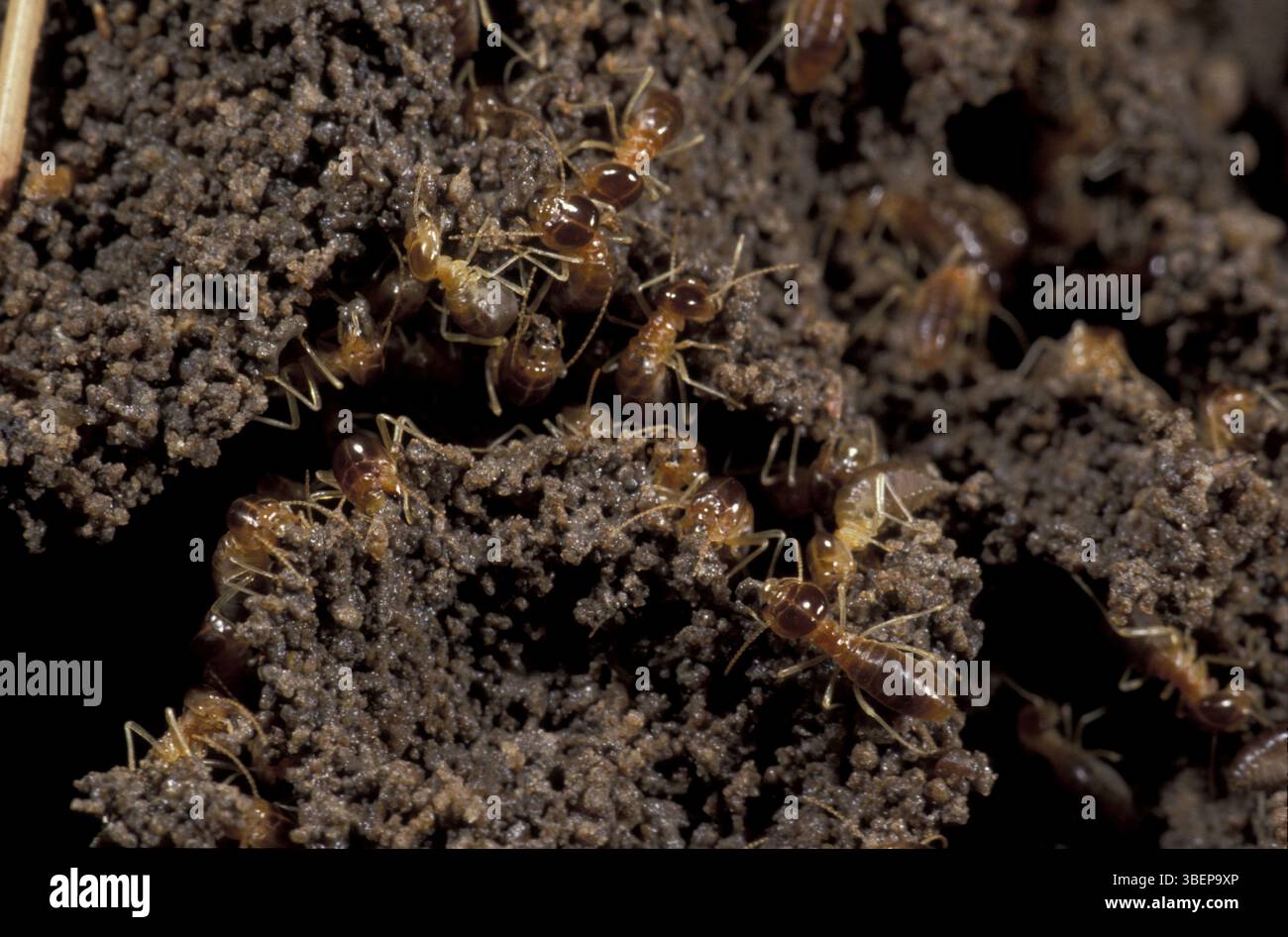 Termites during construction work (Macrotermes bellicosus Stock Photo ...