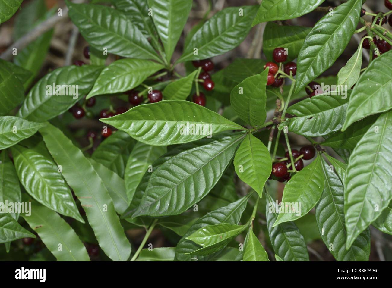 Identifying Chacruna Chacruna hi-res stock photography and images - Alamy