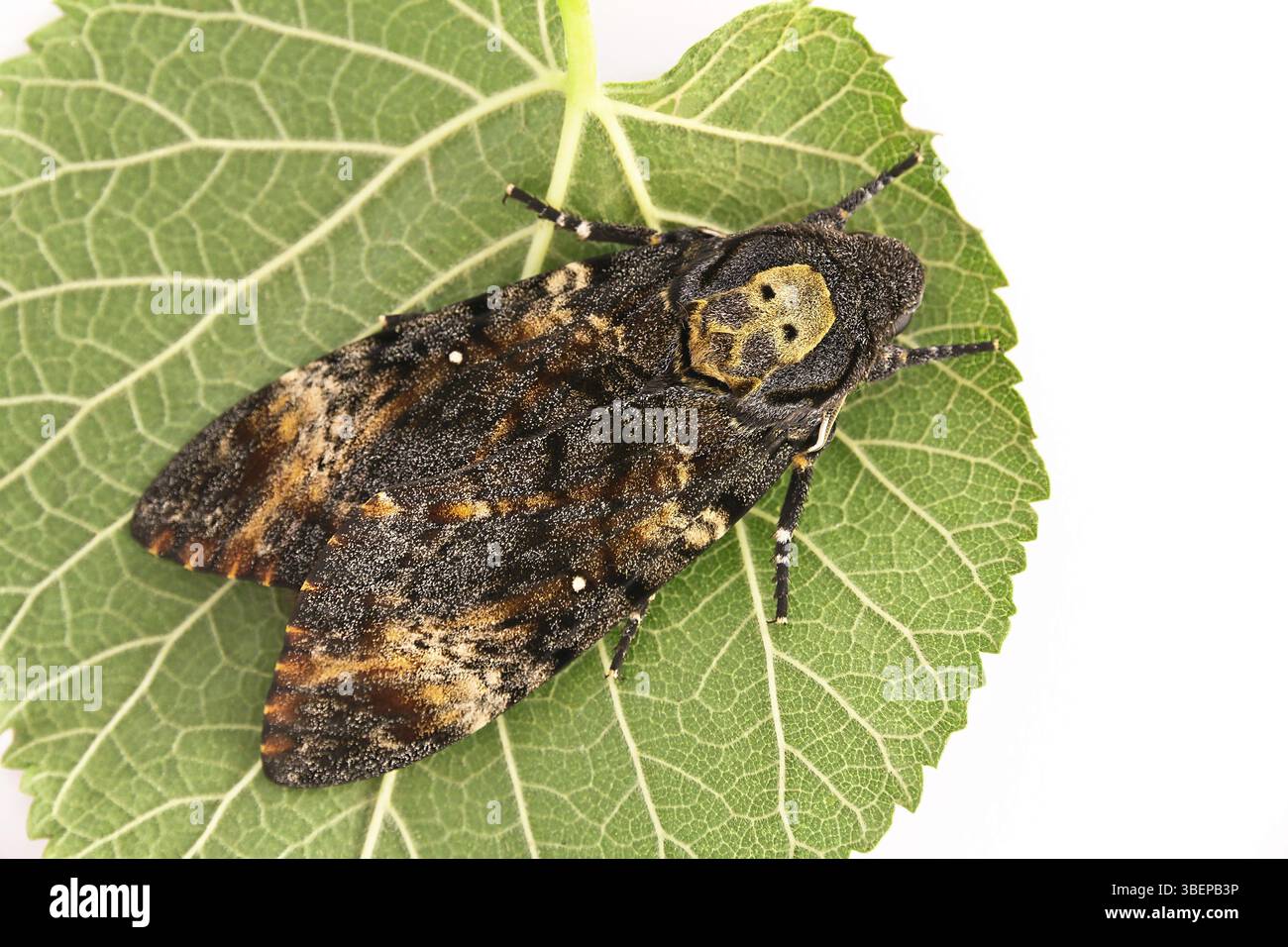 Caterpillar acherontia larva atropos hi-res stock photography and ...