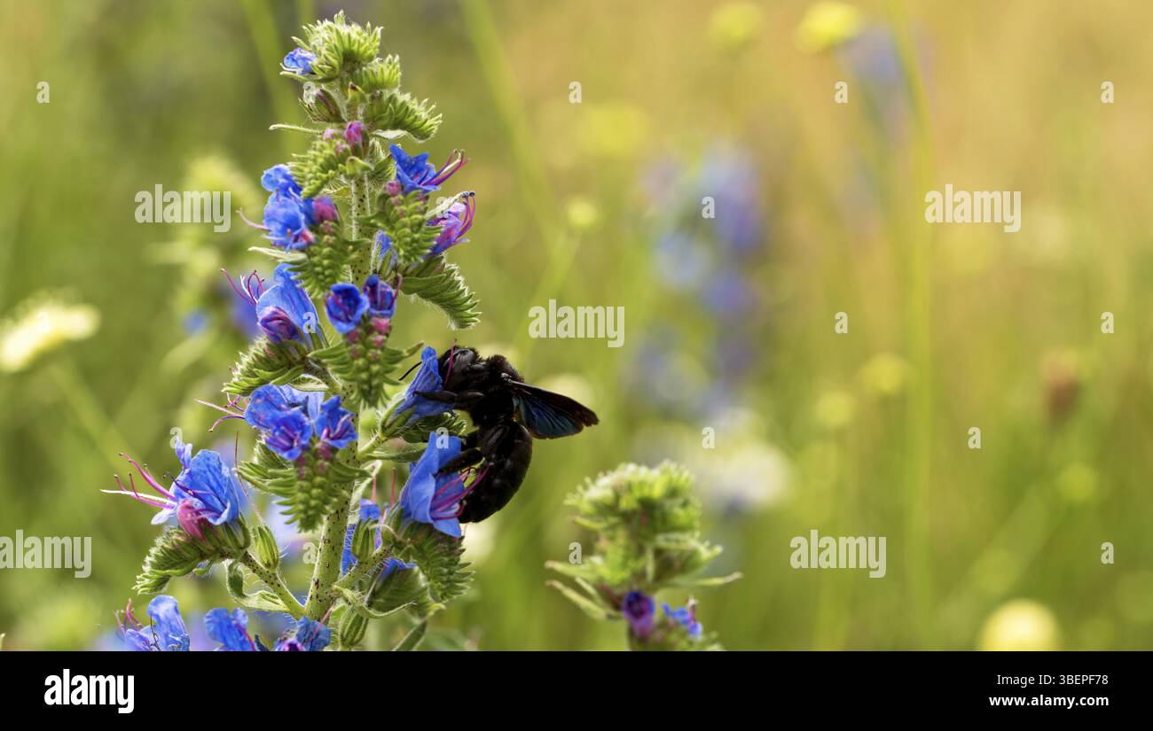 Wood bee, large wood bee, common viper's bugloss, Echium callithyrsum ...