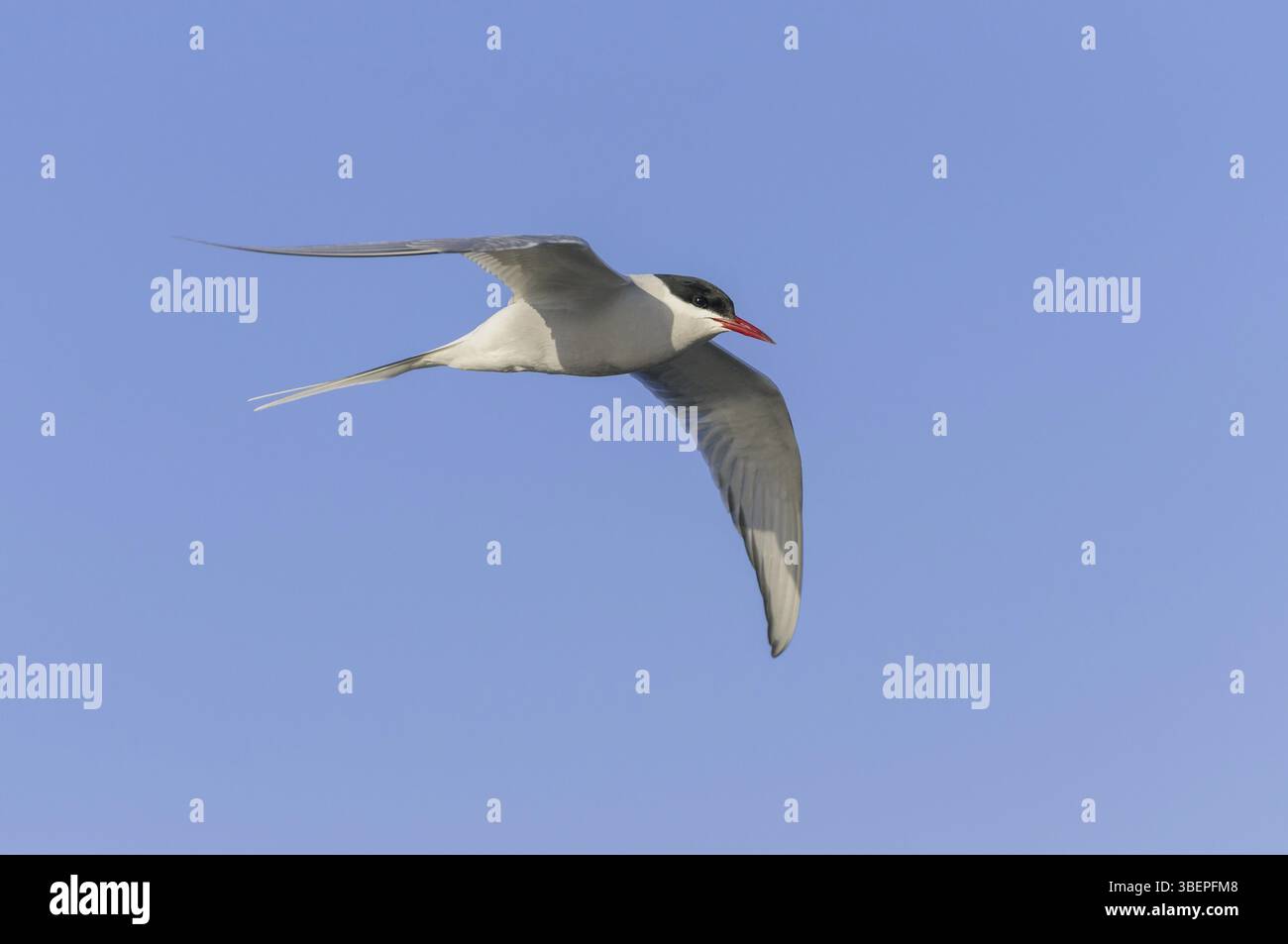 Arctic tern (Sterna paradisaea) Stock Photo