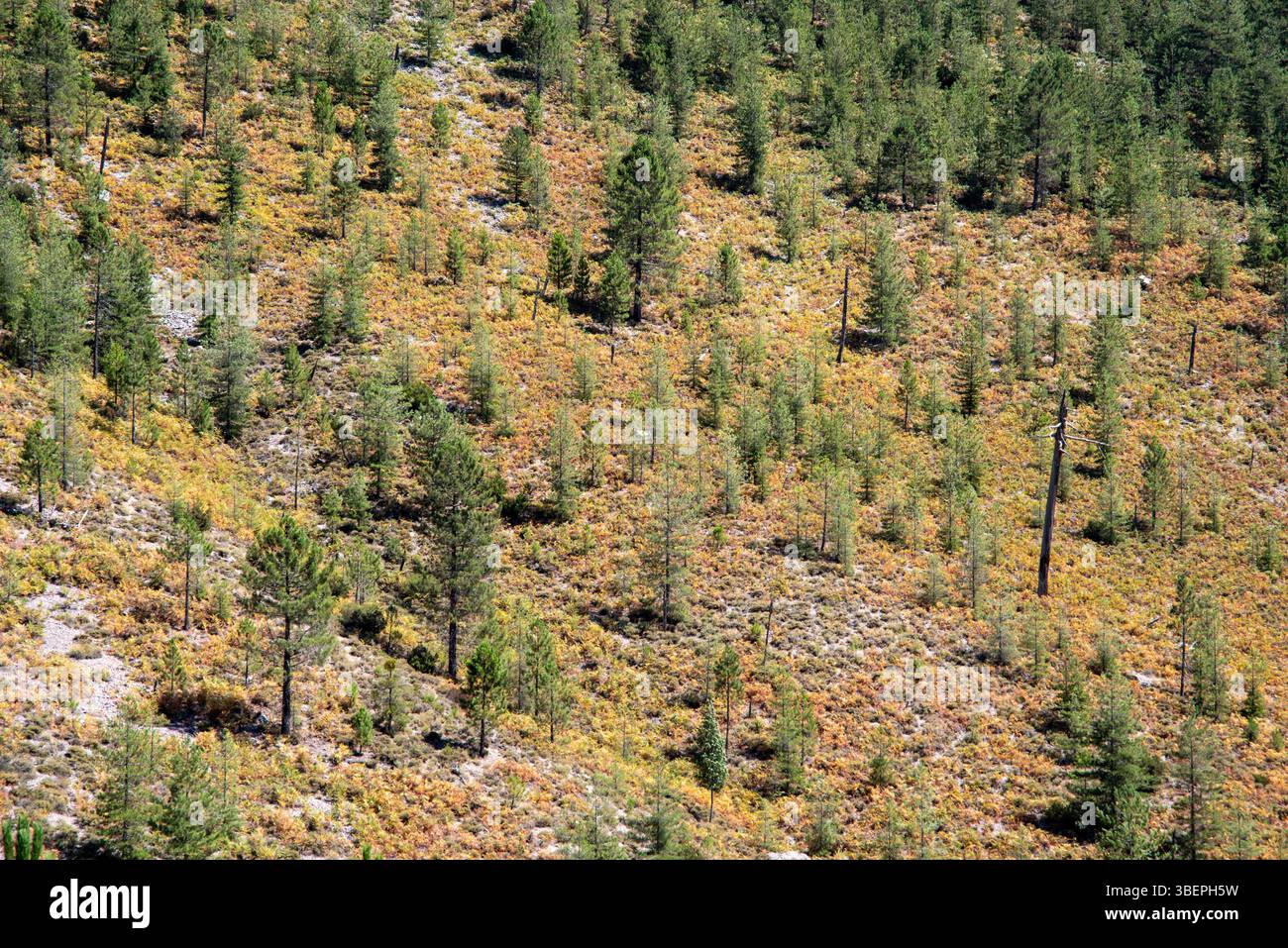 A dense green forest with many trees on a scenic hillside Stock Photo ...