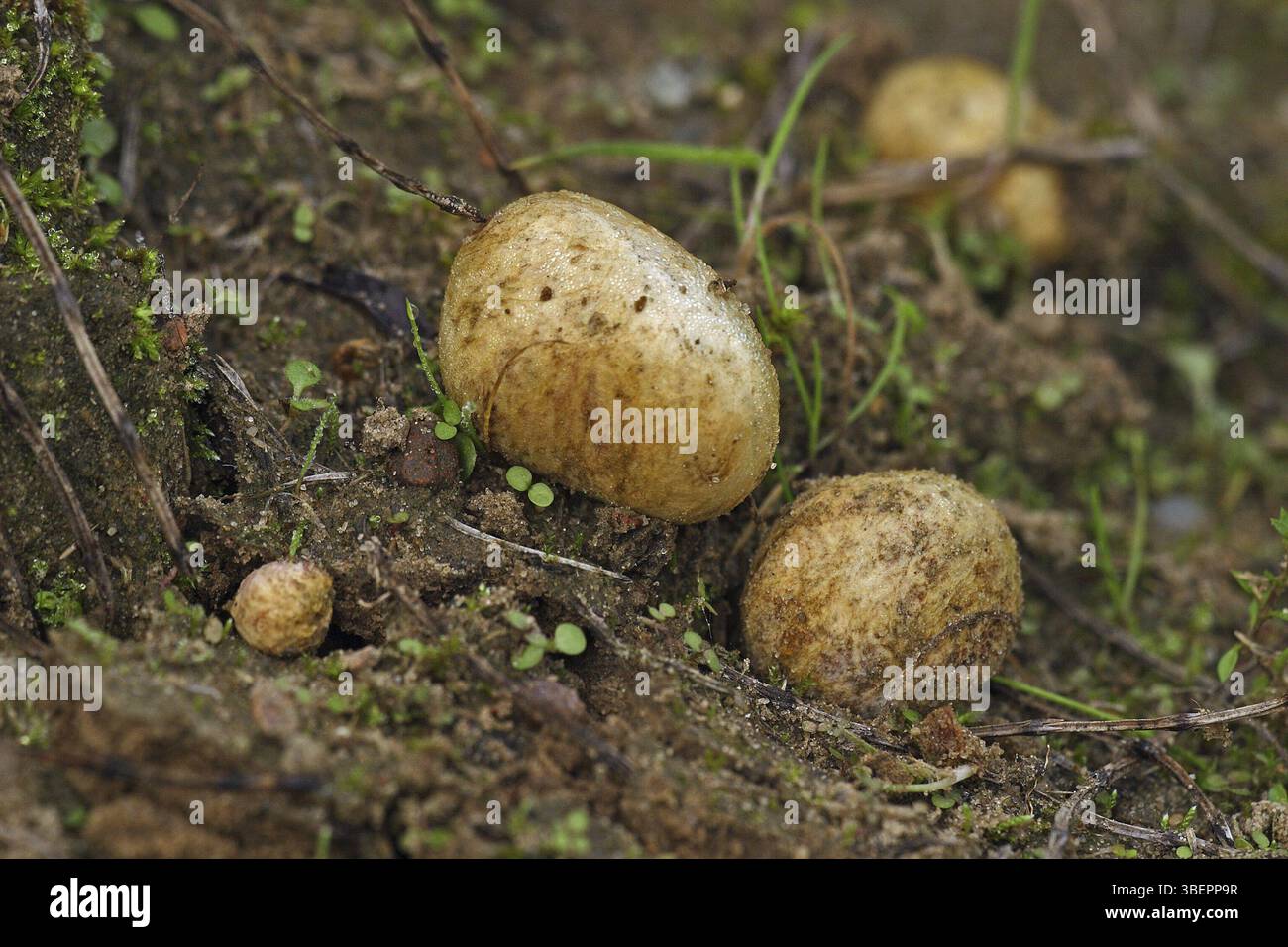 Mycorrhiza tree root hi-res stock photography and images - Alamy