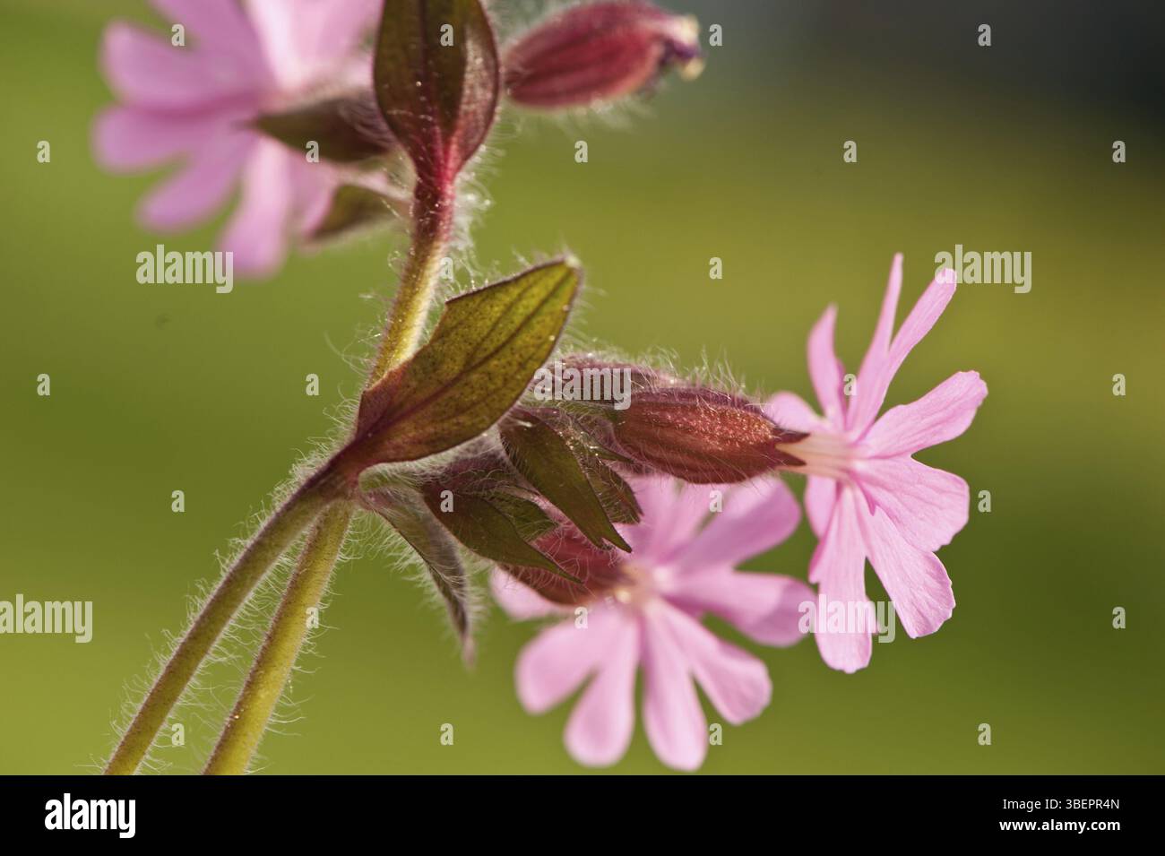 Glueweed (Silene dioica) Stock Photo