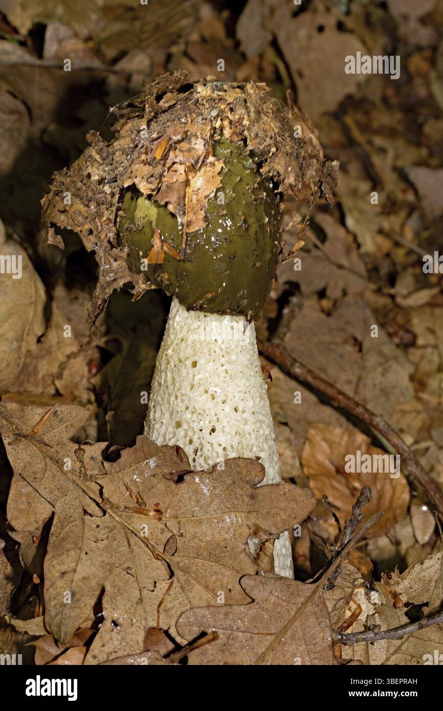 Common stinkhorn (Phallus impudicus Stock Photo - Alamy