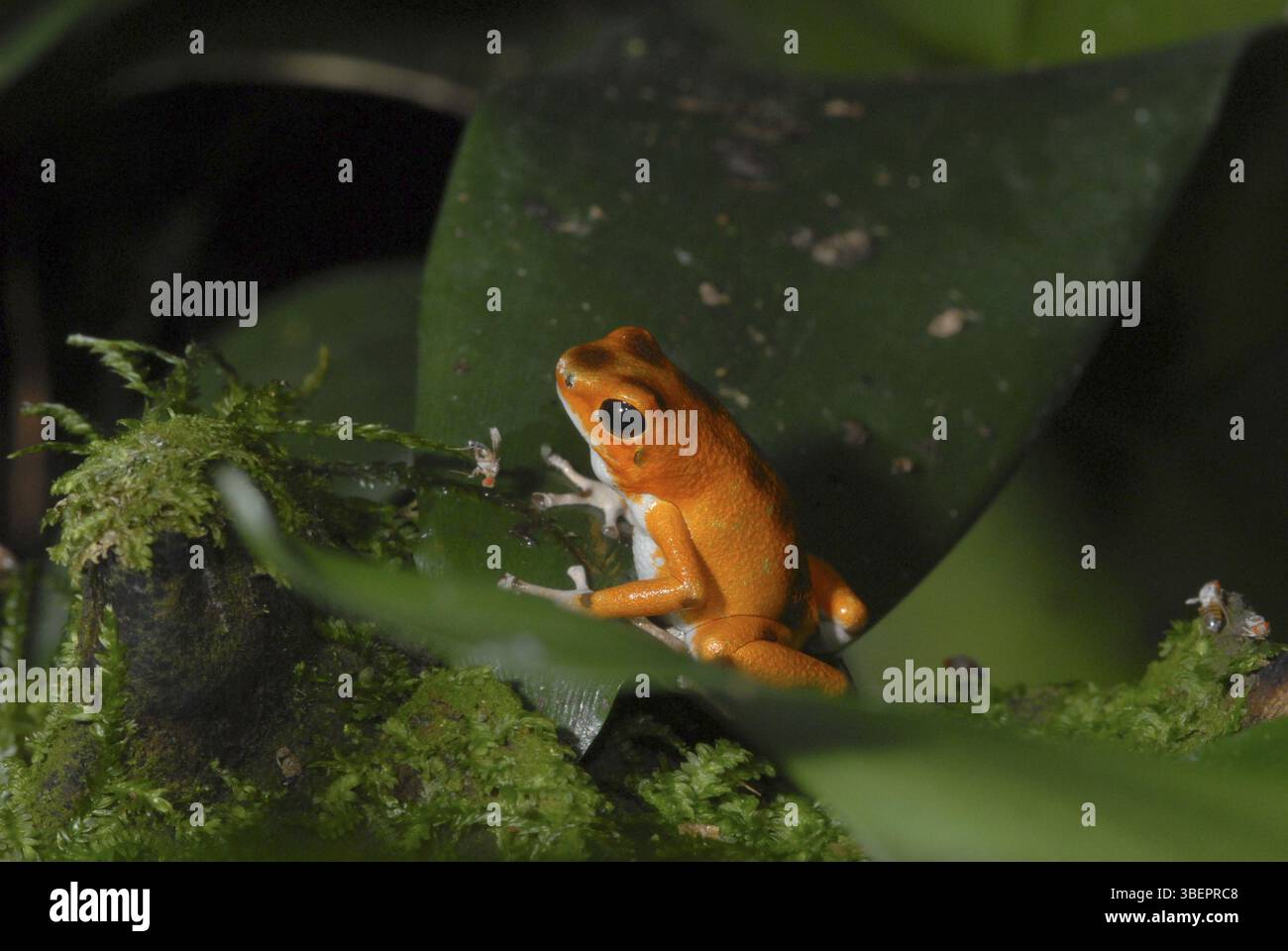 Strawberry frog (Dendrobates pumilio Stock Photo - Alamy