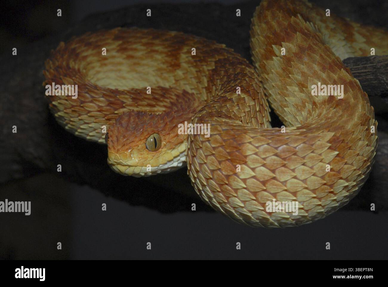 Variable Viper Variable snake hi-res stock photography and images - Alamy