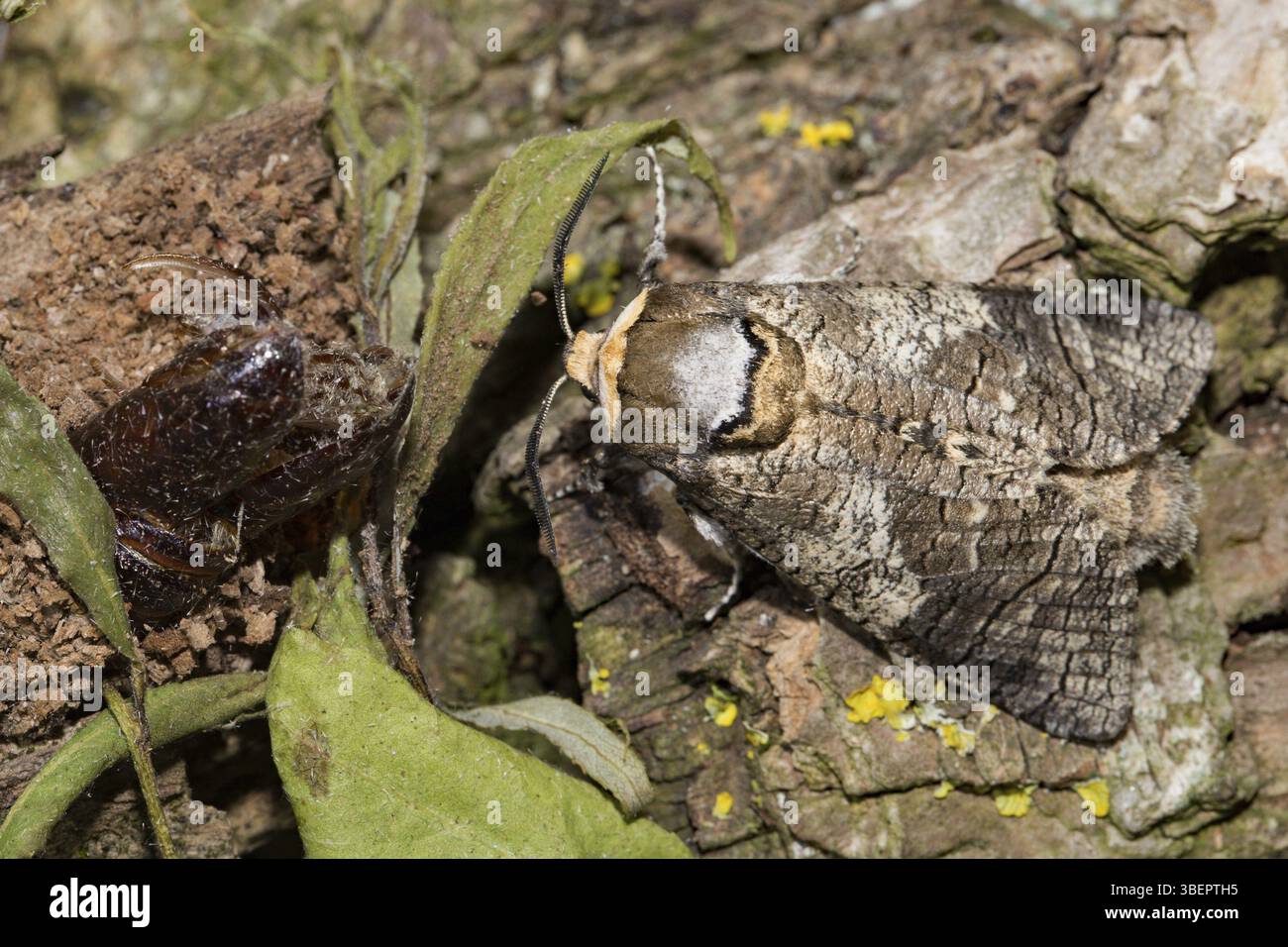 Willow borer (Cossus cossus Stock Photo - Alamy