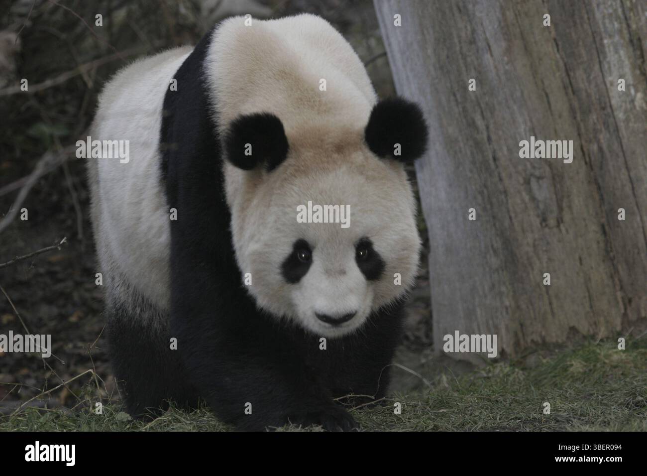 Giant panda bear (Ailuropoda melanoleuca Stock Photo - Alamy