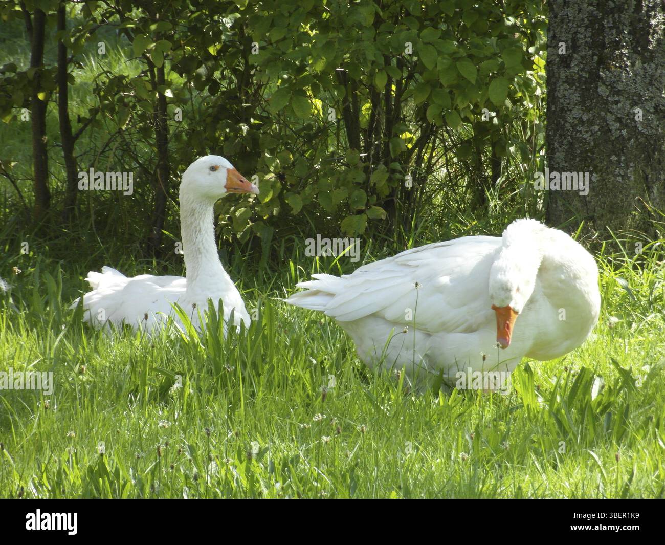 Pair of geese (Anser anser domestica Stock Photo - Alamy