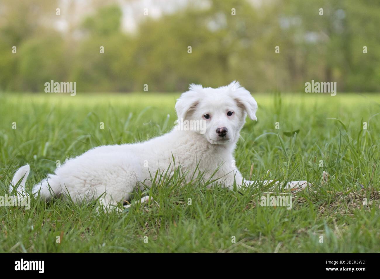 Labrador collie mix hi-res stock photography and images - Alamy, image size:1300x956