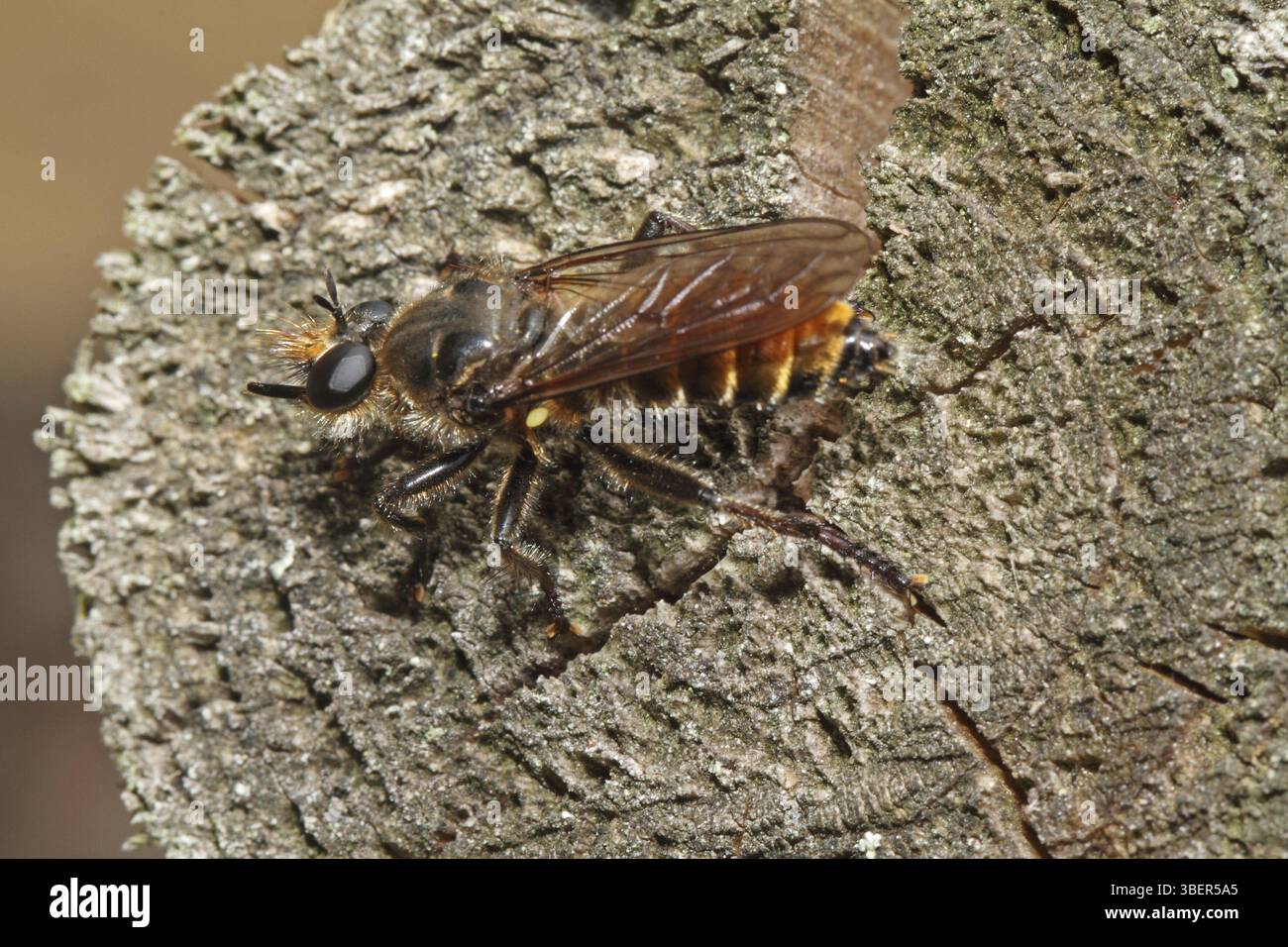 Choerades marginata hi-res stock photography and images - Alamy