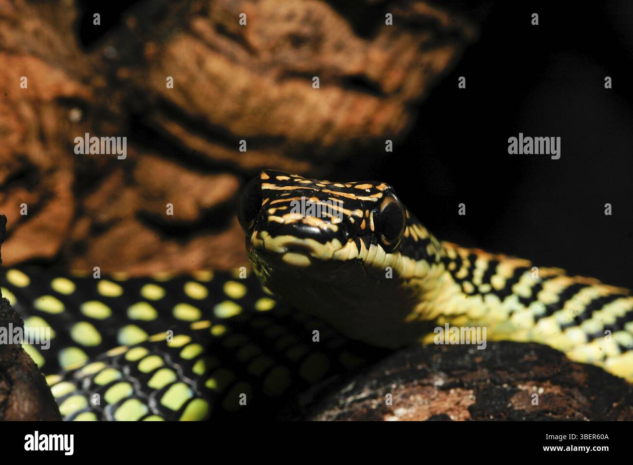 Paradise tree snake (Chrysopelea paradisi Stock Photo - Alamy