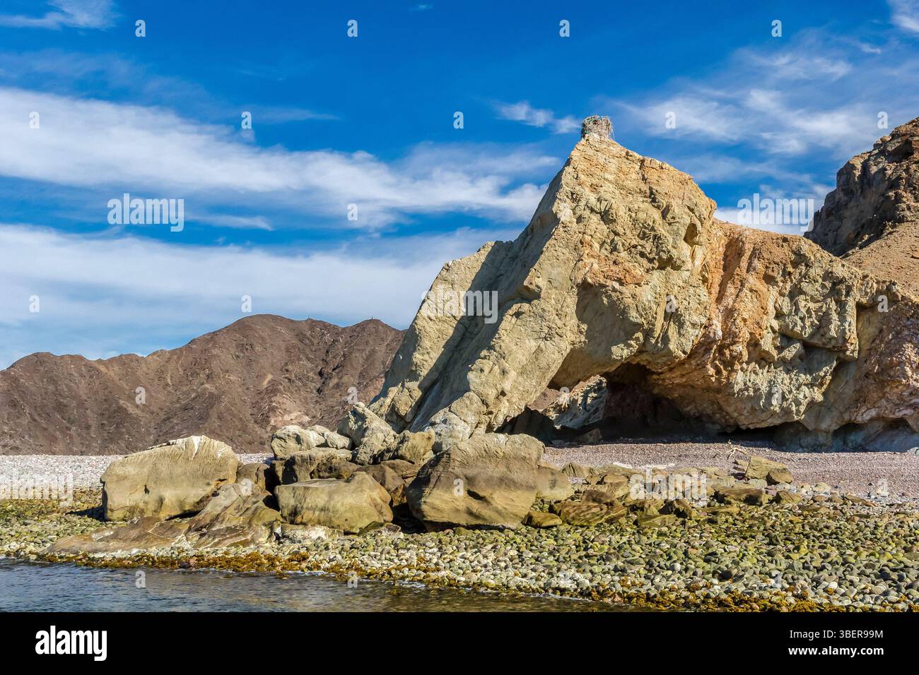osprey, Pandion haliaetus, nest made with many fishing nets and lines ...
