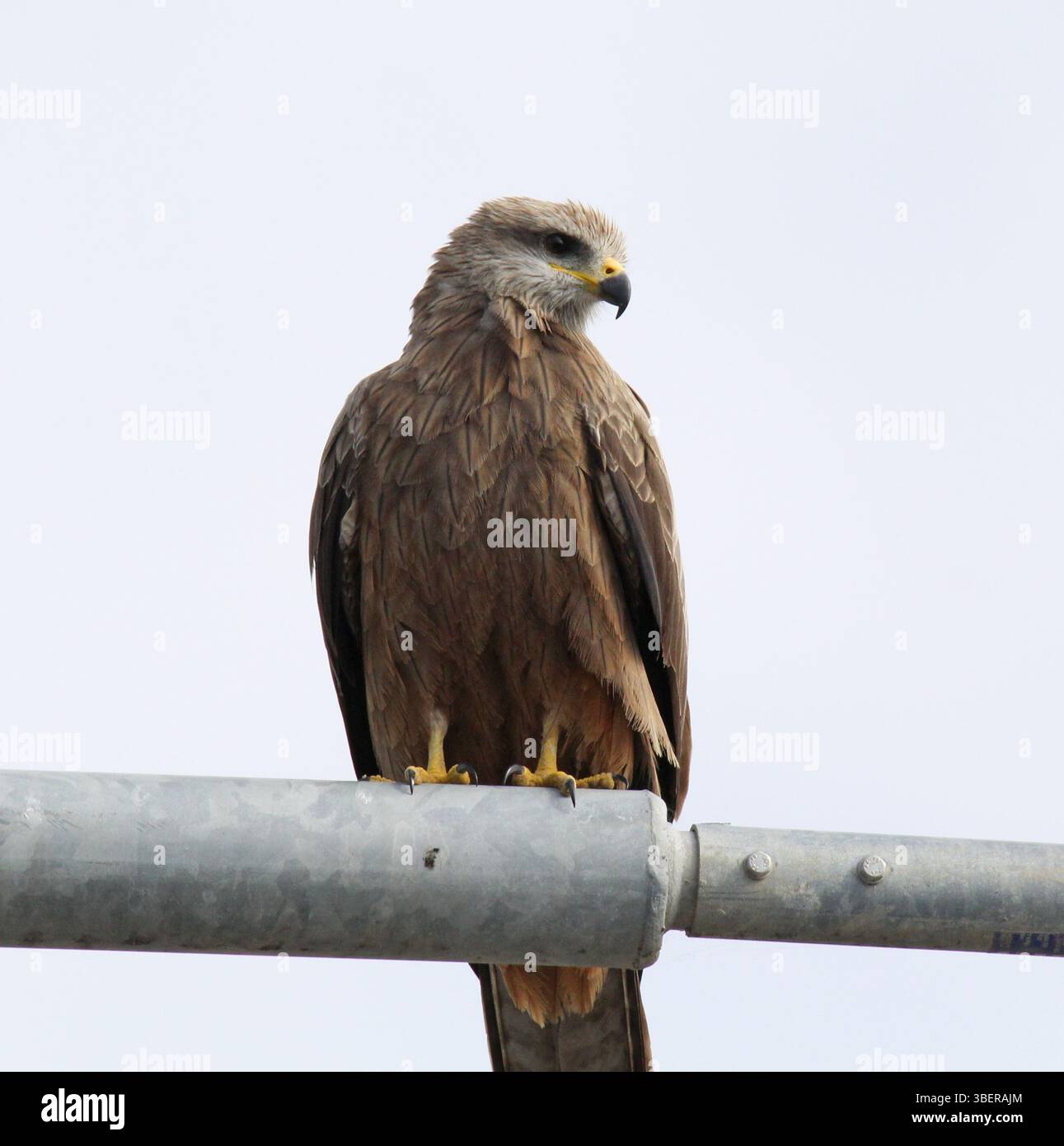Black kite bird of prey sitting on a post Stock Photo