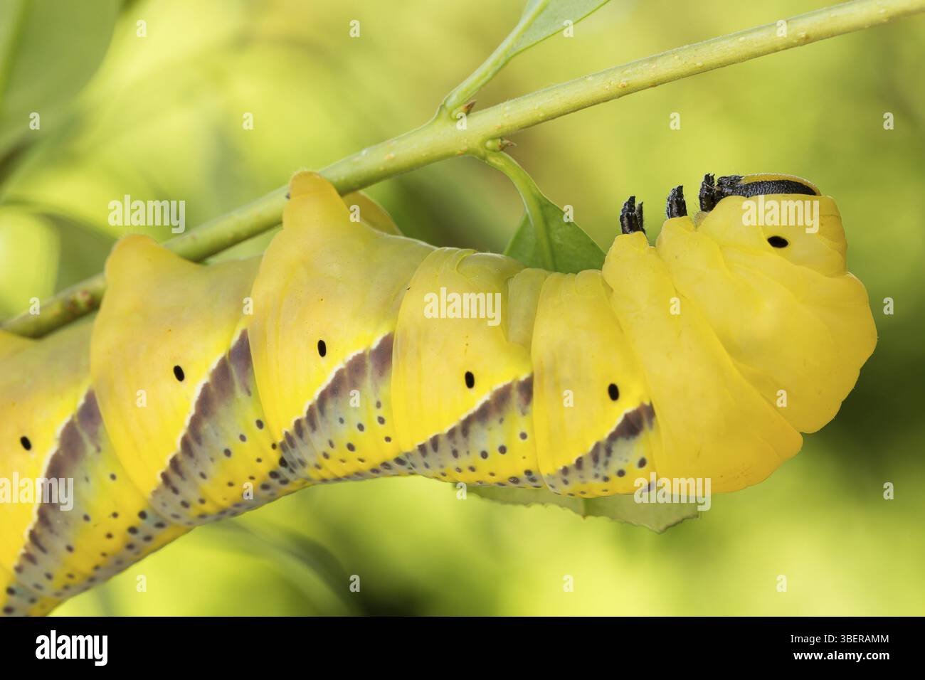 Acherontia atropos larva hi-res stock photography and images - Alamy