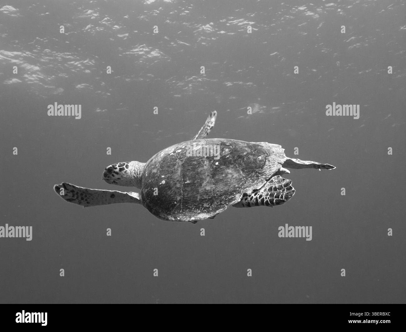 Hawksbill sea turtle in open water (Eretmochelys imbricata) Stock Photo