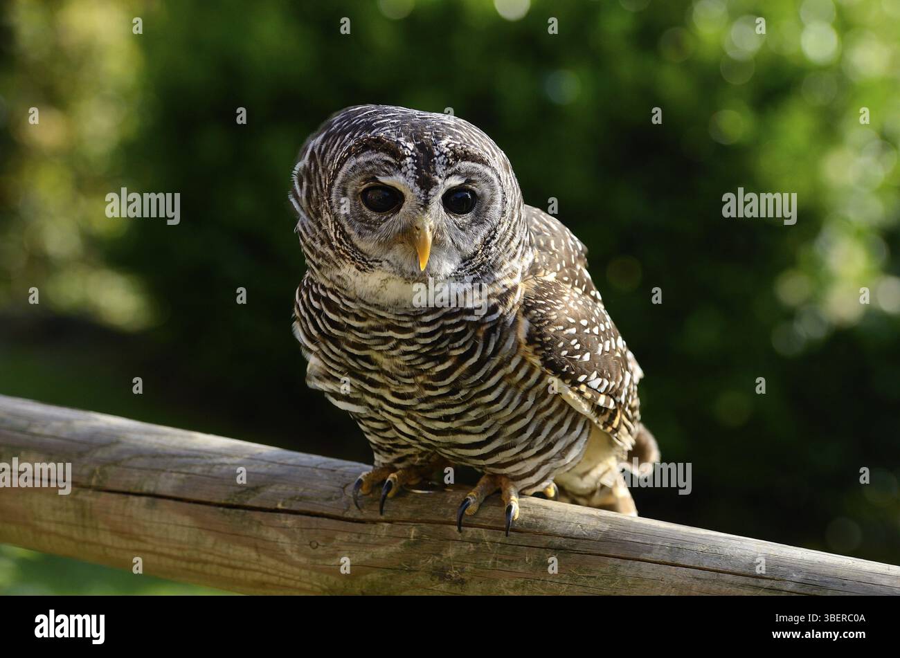 Strix Rufipes Strix rufipes hi-res stock photography and images - Alamy