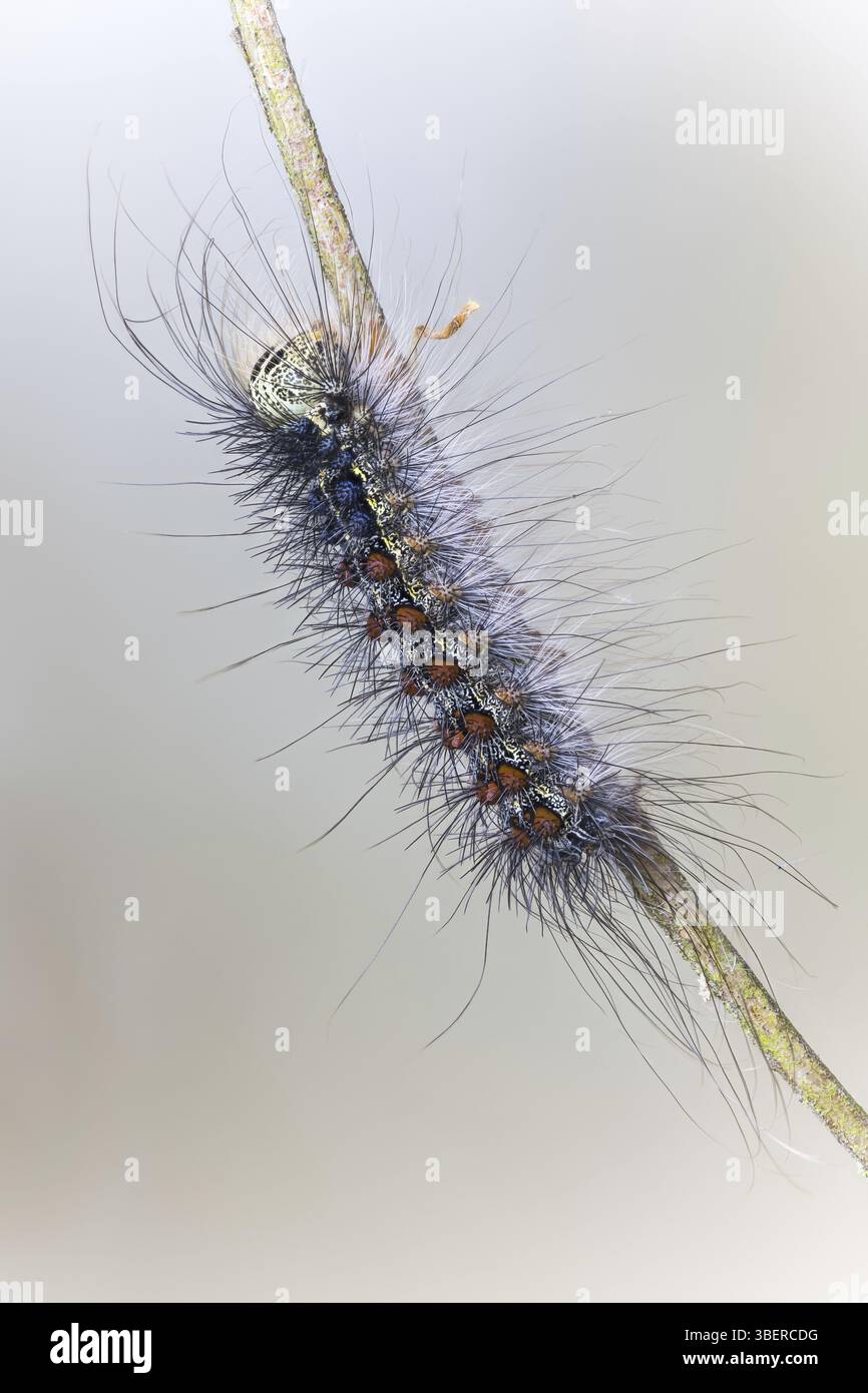 Gypsy moth caterpillar (Lymantria dispar Stock Photo - Alamy