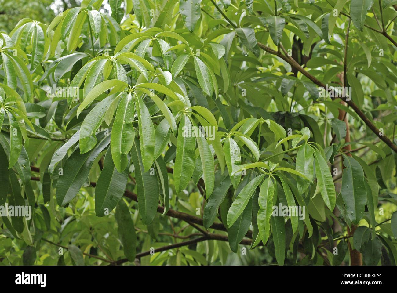 Alstonia Scholaris Samen – 20 Stück, Tafelbaum / Devil's Tree