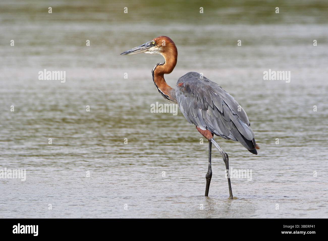 Goliath Heron Ardea Goliath Stock Photo Alamy goliath-heron-ardea-goliath-stock-photo-alamy