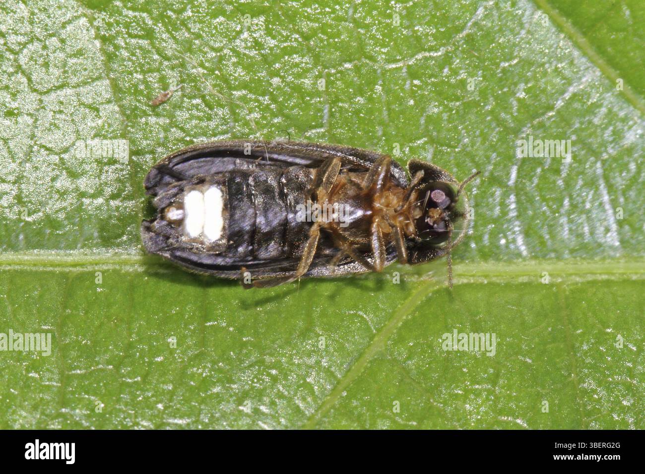 Small firefly (Lamprohiza splendidula Stock Photo - Alamy
