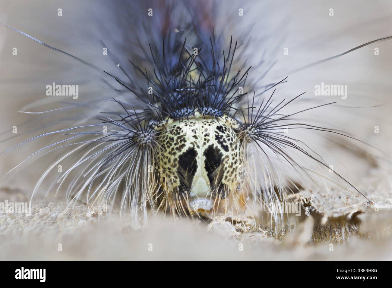 Gypsy moth caterpillar (Lymantria dispar Stock Photo - Alamy