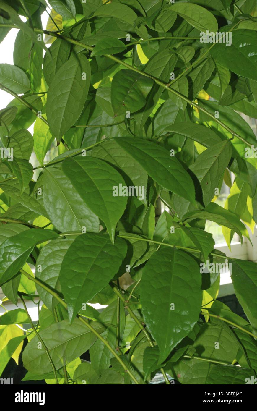 Guayusa plant hi-res stock photography and images - Alamy