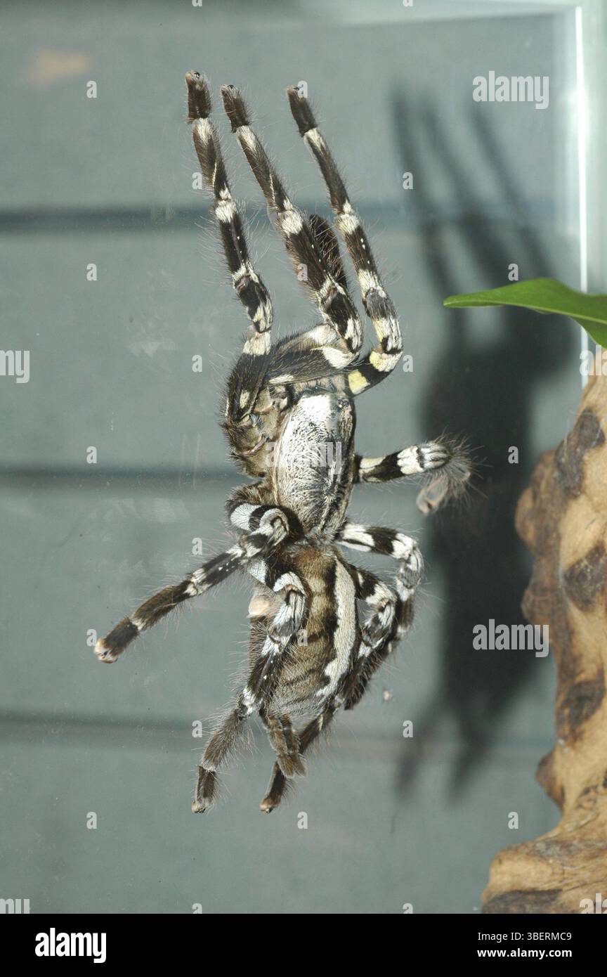 Spider indian ornamental tarantula hi-res stock photography and images -  Alamy, image size:864x1390