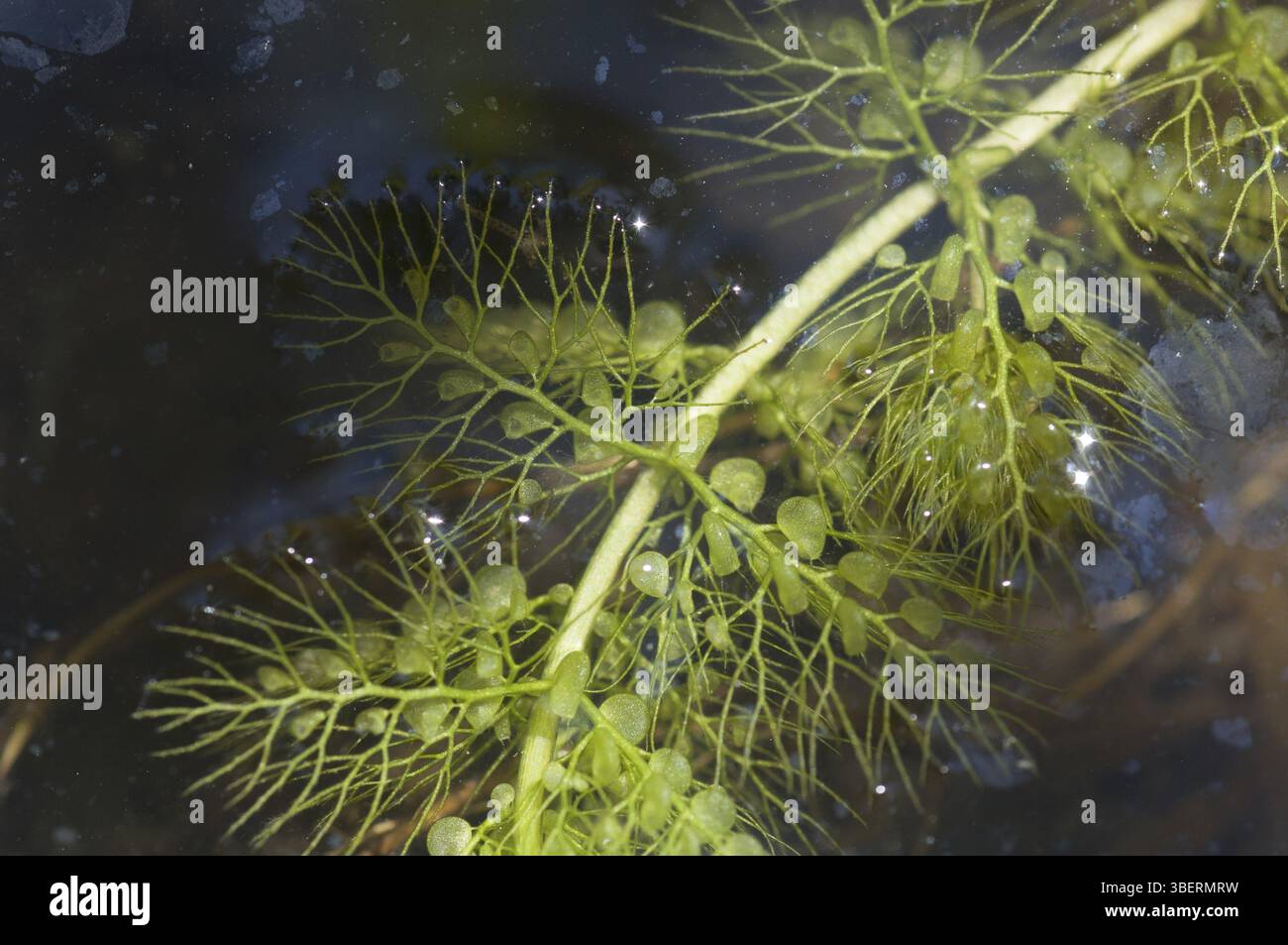 Greater bladderwort (Utricularia vulgaris) Stock Photo