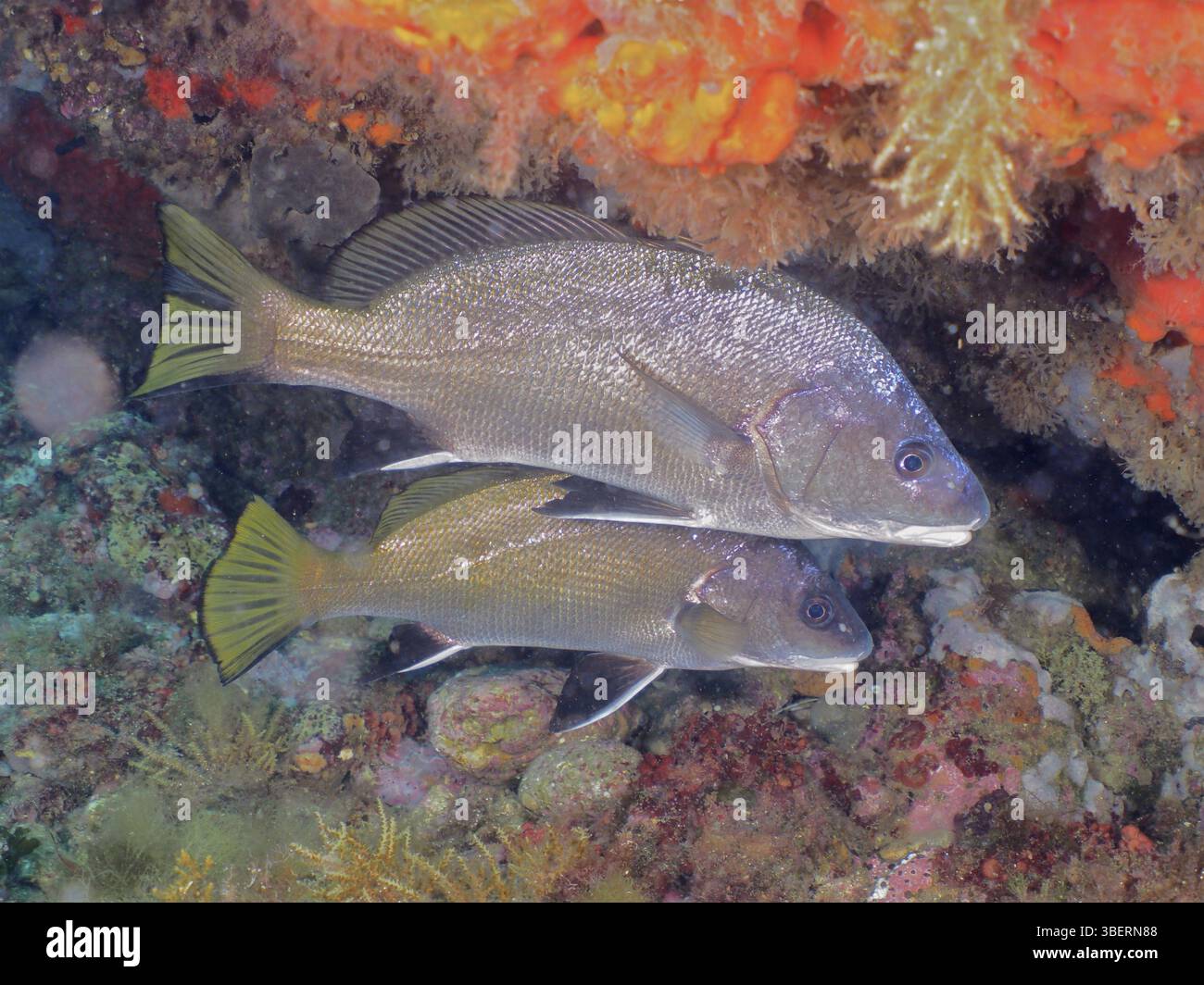 mullet-sciaena-umbra-corvina-nigra-stock-photo-alamy