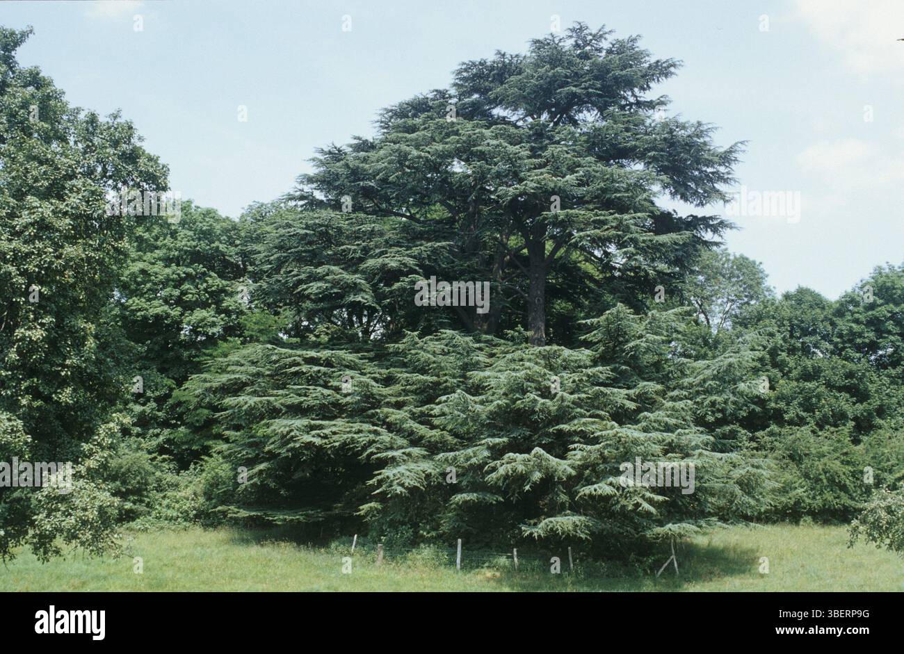 Cedrus libani hi-res stock photography and images - Alamy