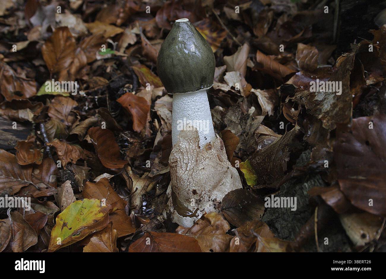 Common stinkhorn, (Phallus impudicus Stock Photo - Alamy