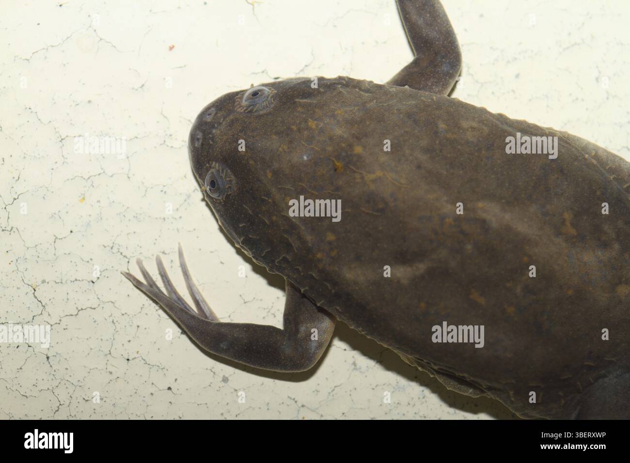 Smooth clawed frog (Xenopus laevis Stock Photo - Alamy