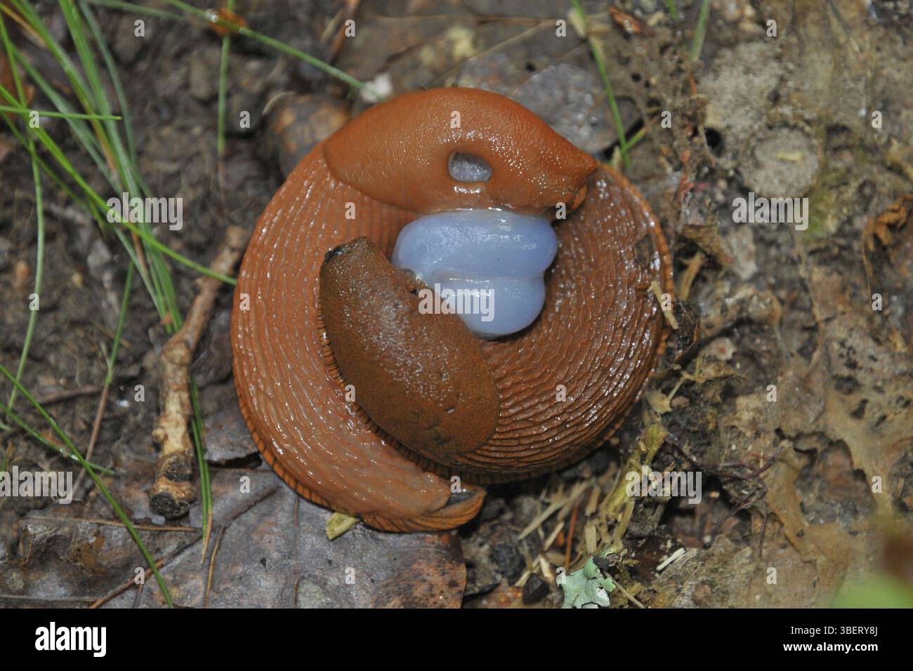 Love wheel of the snail (Arion rufus Stock Photo - Alamy