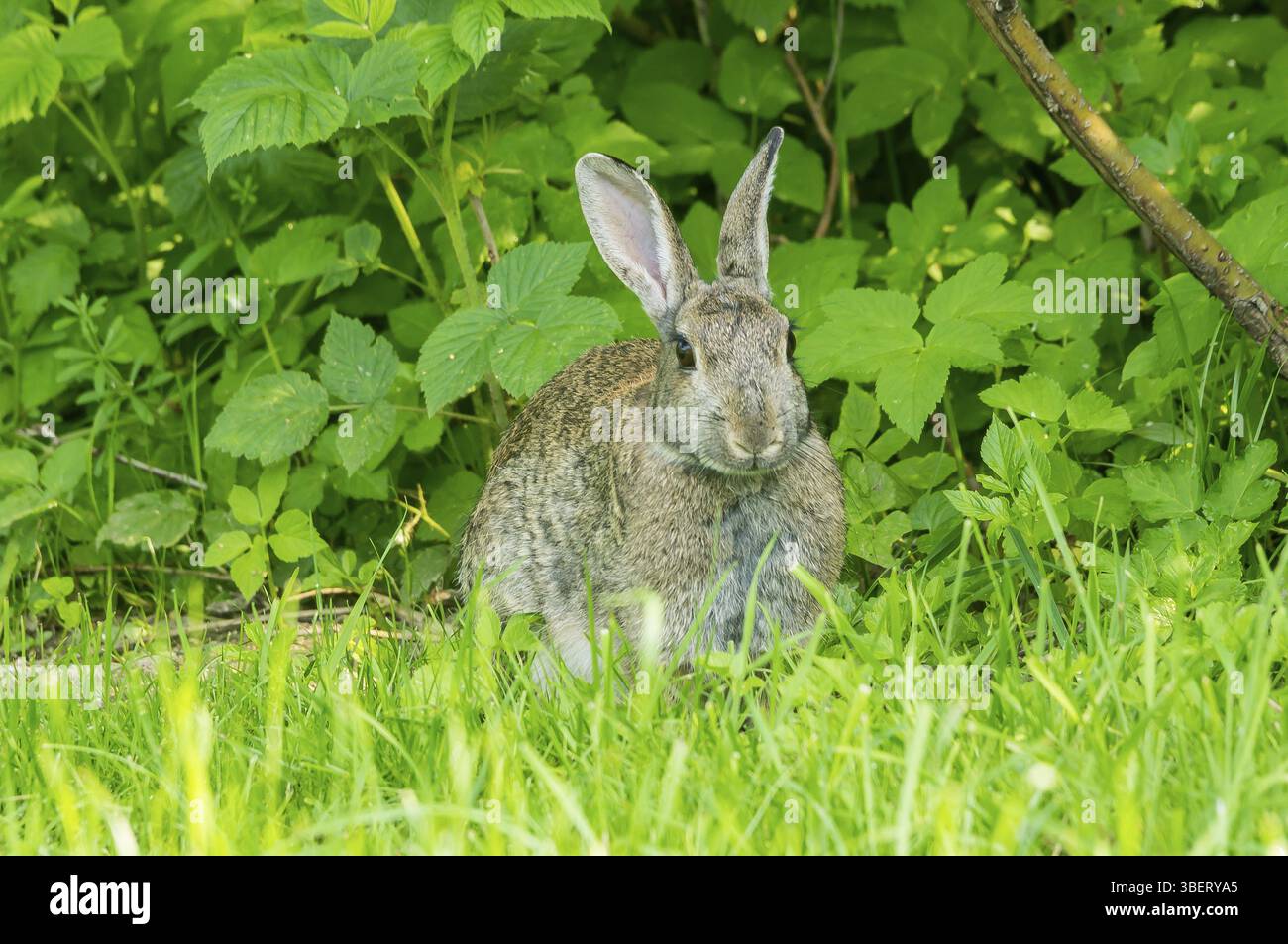 Wild rabbit (Oryctolagus cuniculus) Stock Photo