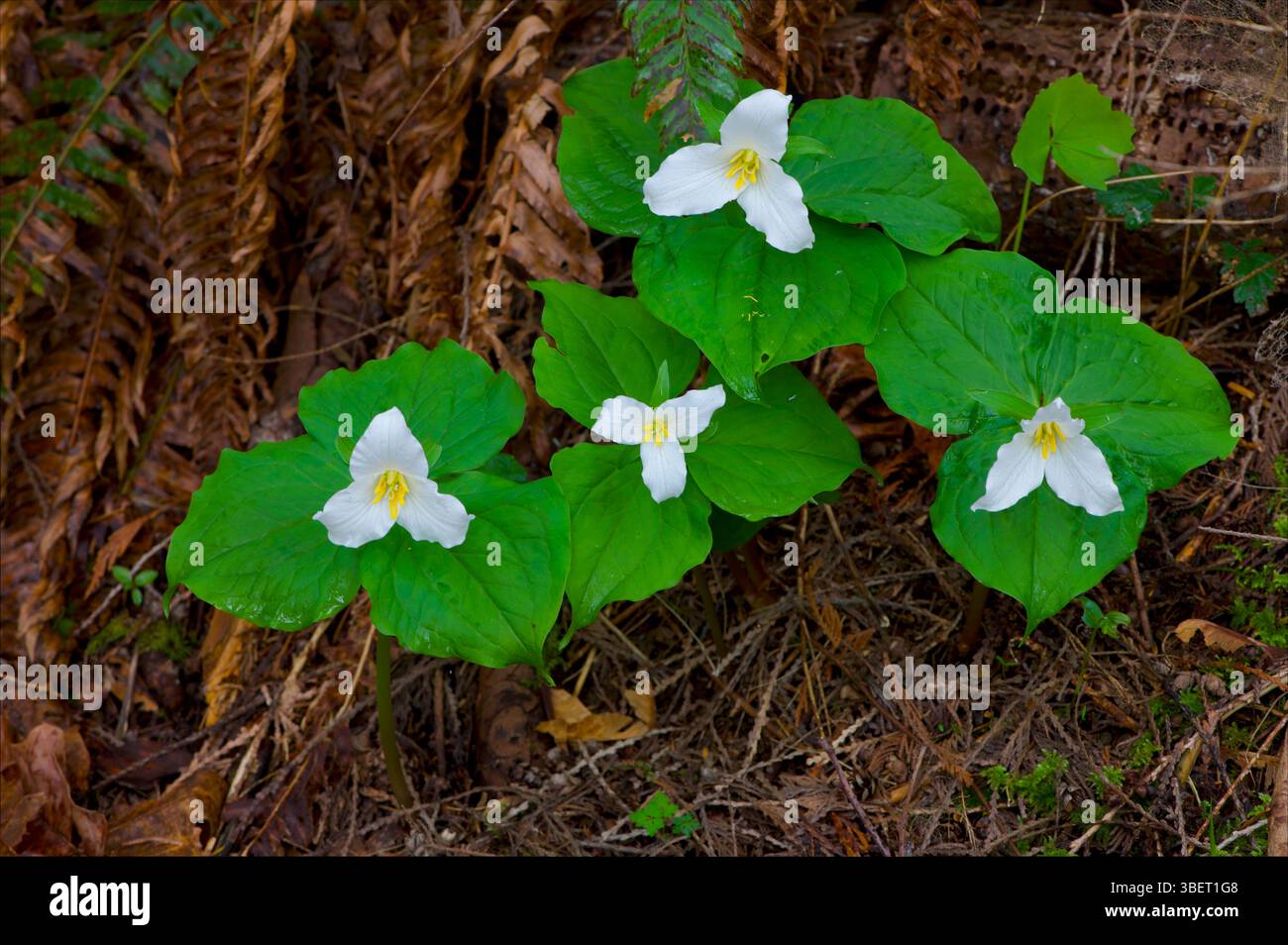Trilliums,  Vancouver Island, B.C Canada Stock Photo
