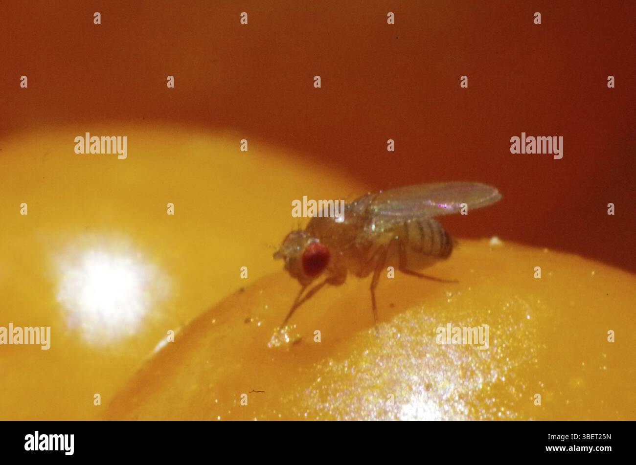 Fruit fly (Drosophila Stock Photo - Alamy