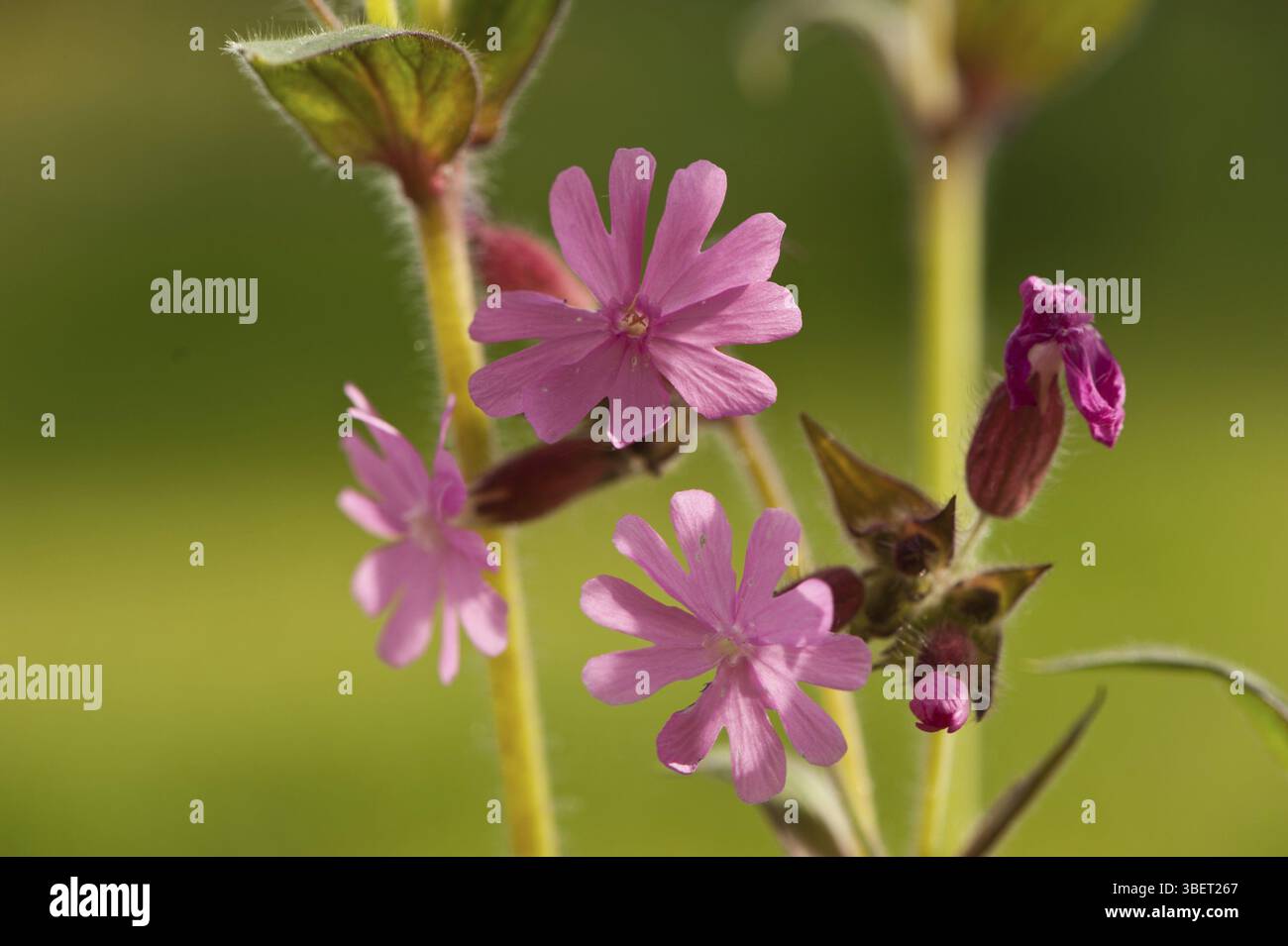 Glueweed (Silene dioica) Stock Photo