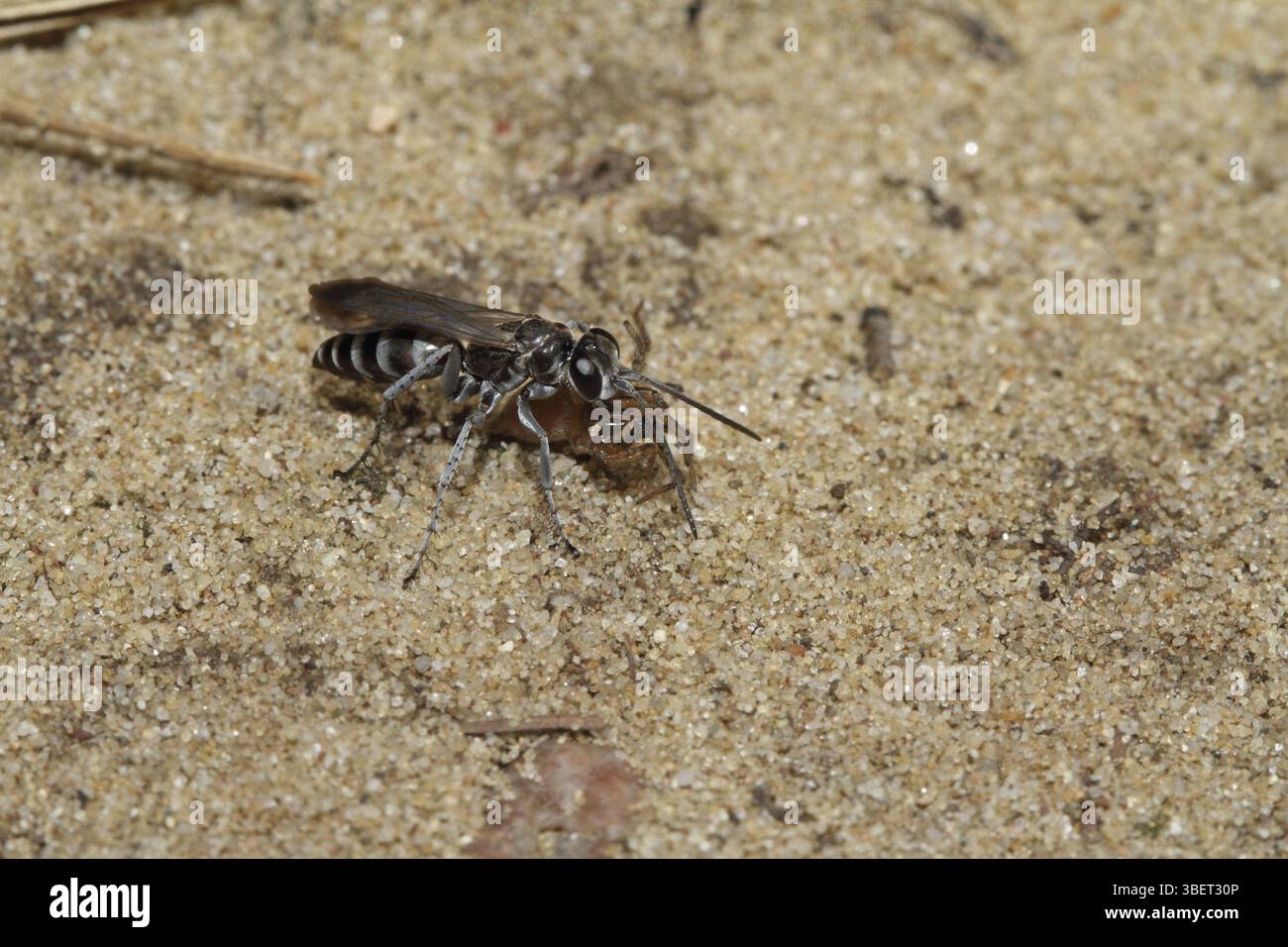 Pompilus Rufipes Pompilus wasp hi-res stock photography and images - Alamy