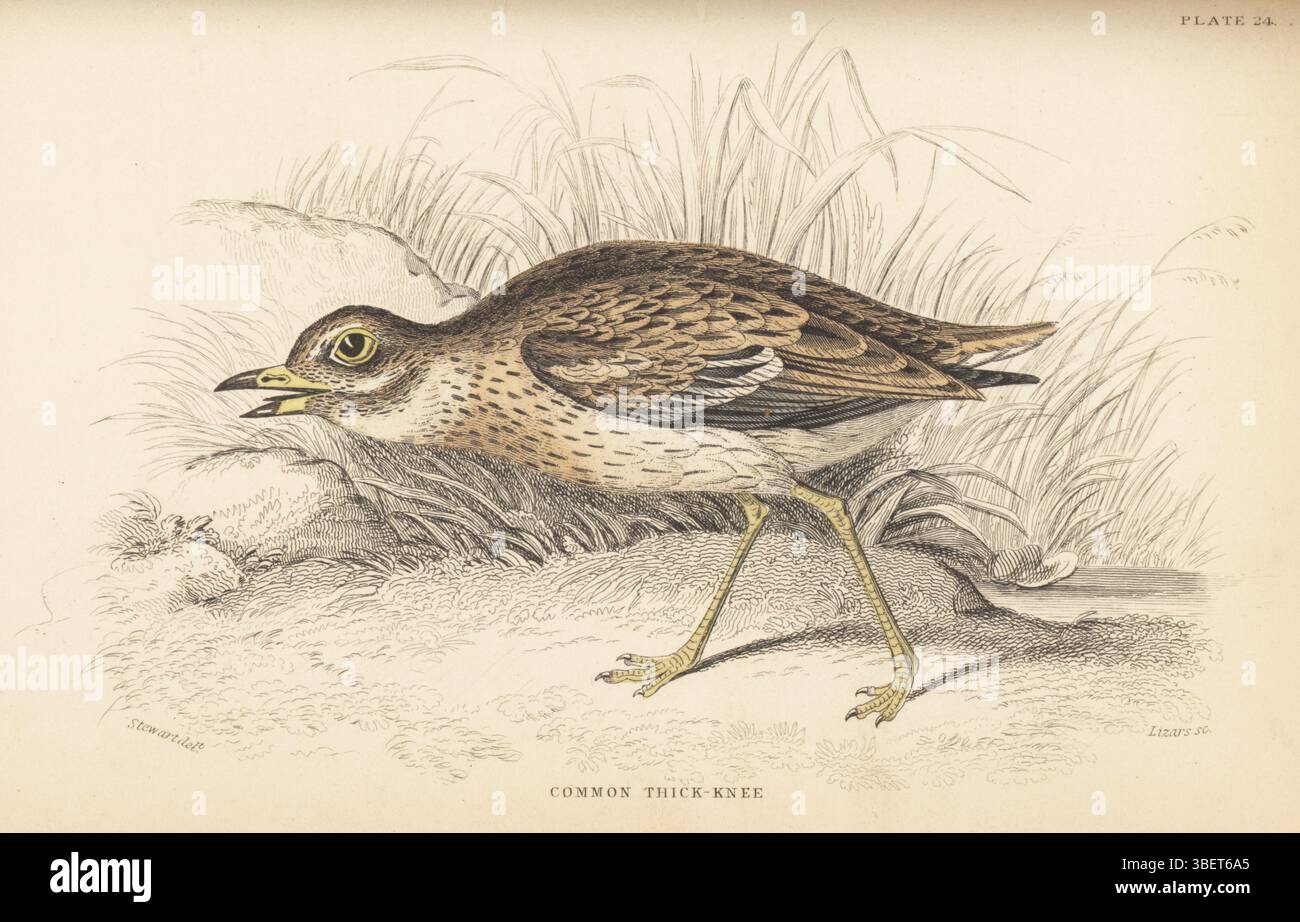Eurasian stone-curlew, Eurasian thick-knee or stone-curlew, Burhinus oedicnemus. Common thick-knee, Oedicnemus crepitans. Handcoloured steel engraving by William Lizars after an illustration by James Stewart from Sir William Jardine’s Ornithology, British Birds, Rasores and Grallatores, Vol. XXVI of The Naturalist’s Library, W.H. Lizars, Edinburgh, 1843. Stock Photo