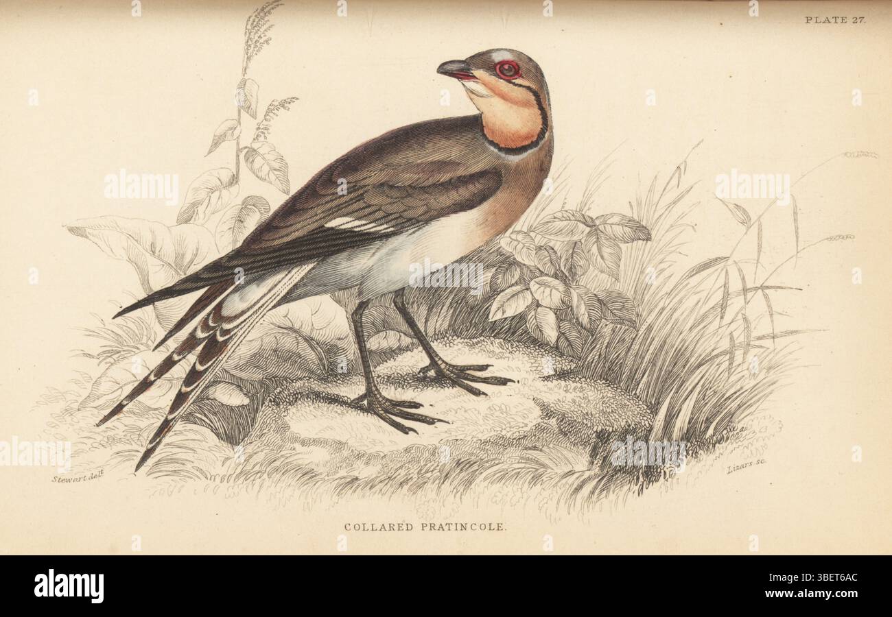Collared pratincole, common pratincole or red-winged pratincole, Glareola pratincola (Glareola torquata). Handcoloured steel engraving by William Lizars after an illustration by James Stewart from Sir William Jardine’s Ornithology, British Birds, Rasores and Grallatores, Vol. XXVI of The Naturalist’s Library, W.H. Lizars, Edinburgh, 1843. Stock Photo