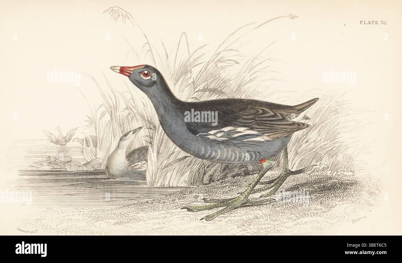 Common moorhen or gallinule, Gallinula chloropus. Handcoloured steel engraving by William Lizars after an illustration by James Stewart from Sir William Jardine’s Ornithology, British Birds, Rasores and Grallatores, Vol. XXVI of The Naturalist’s Library, W.H. Lizars, Edinburgh, 1843. Stock Photo