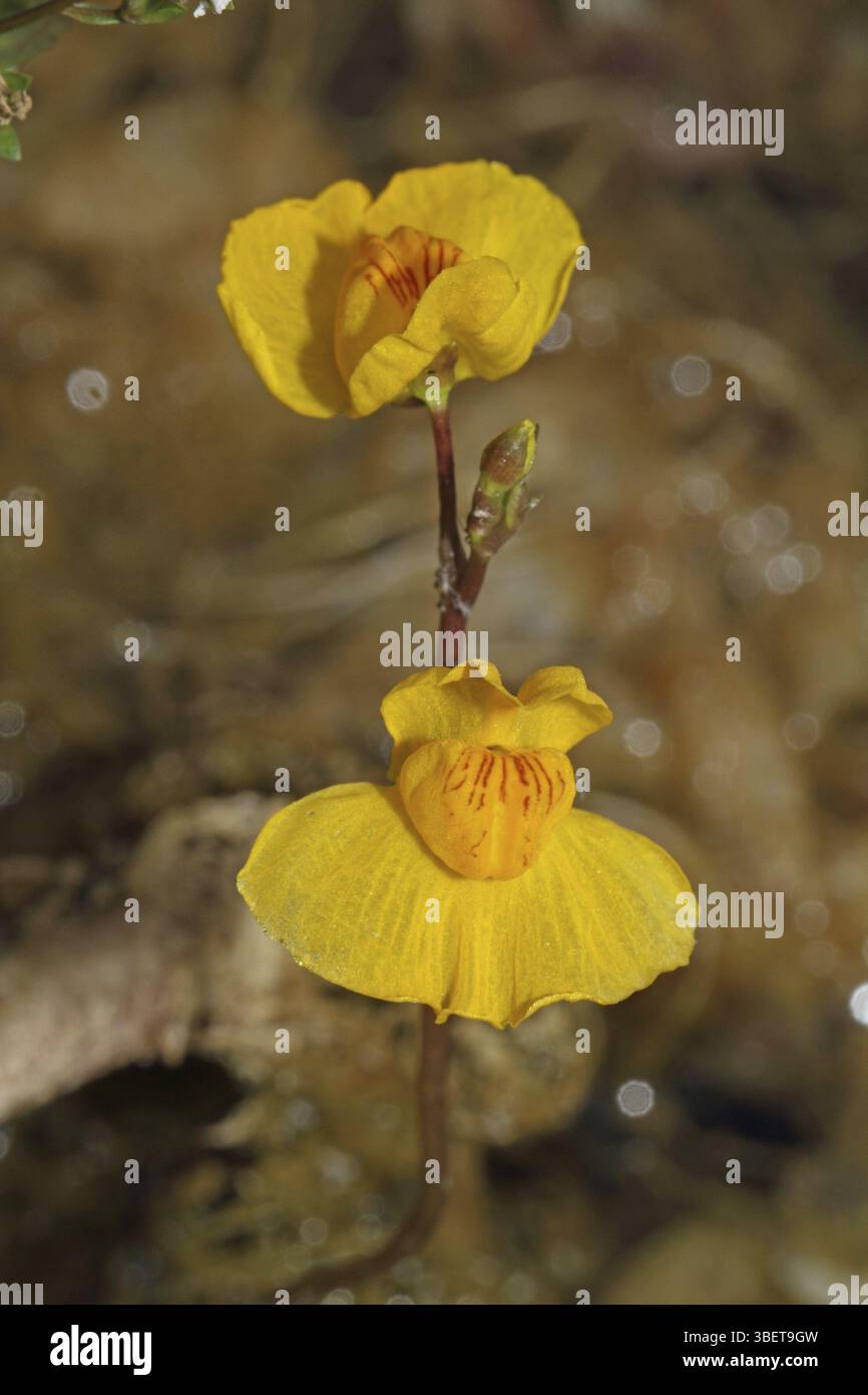 Greater bladderwort (Utricularia vulgaris) Stock Photo