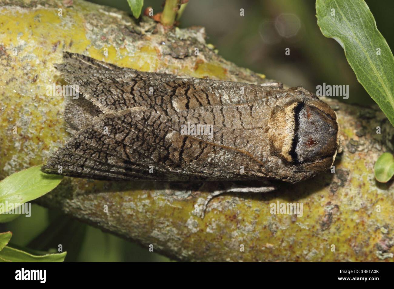 Willow borer (Cossus cossus Stock Photo - Alamy