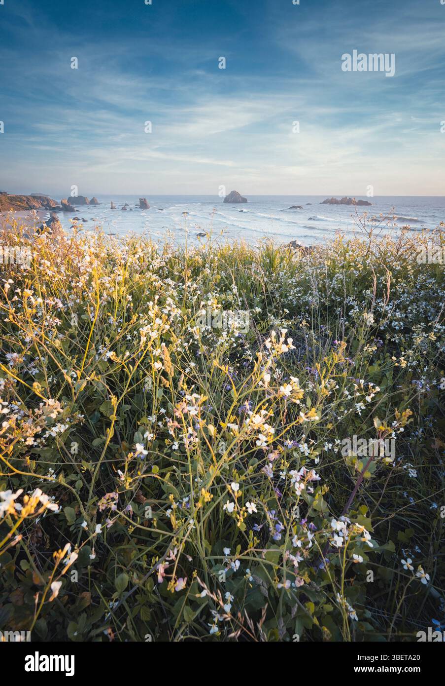 Colorful Wildflowers at the Oregon Coast in spring time Stock Photo - Alamy