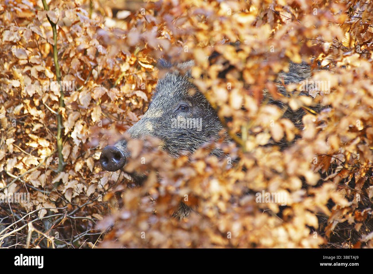 Wild boar - a female peeping out of the young beech trees - (Sus scrofa ...