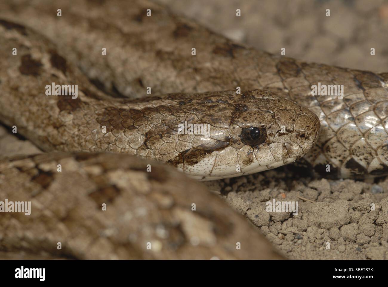 Curated visual reference: Short Tailed Snake Tachymenis Peruvianus Stock Photo Photo Inspiration